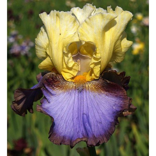 Iris RAGING HORSE