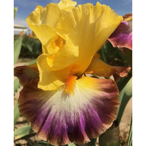 Iris RAINBOW HIGH