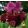 Iris RARER THAN RUBIES