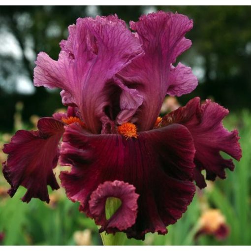 Iris RARER THAN RUBIES