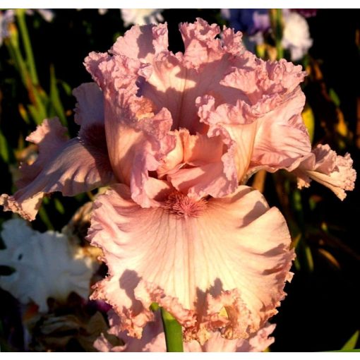Iris RASPBERRY BUBBLE GUM