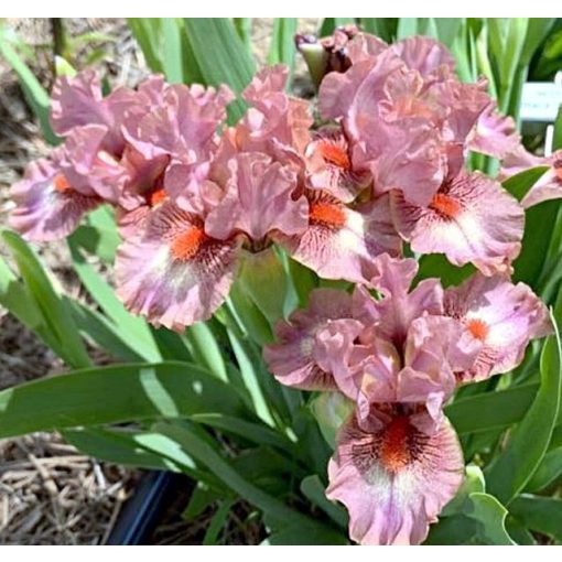 Iris RASPBERRY CRISP
