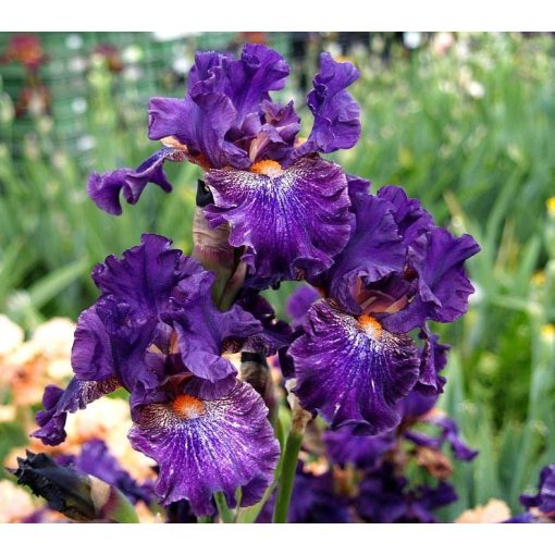 Iris RAY OF HOPE