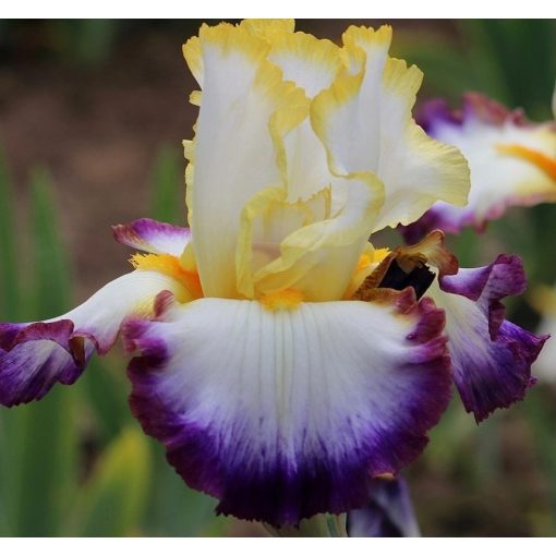 Iris REACH THE STARS