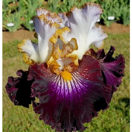 Iris RECKLESS CHILD