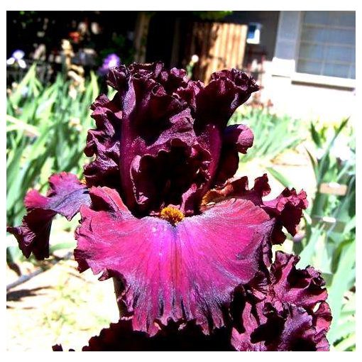 Iris RED SKIES