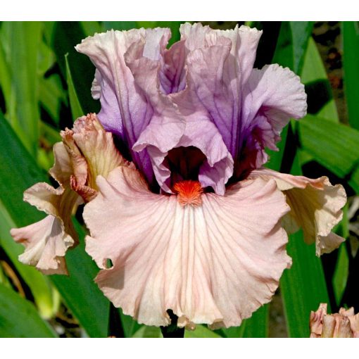 Iris REFLECTION OF LOVE