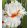 Iris REFLEX WHITE RED FLASH
