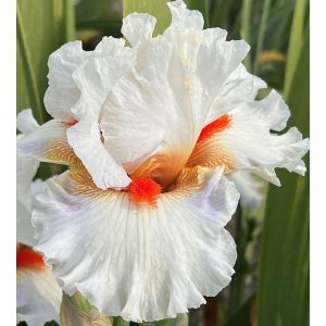 Iris REFLEX WHITE RED FLASH