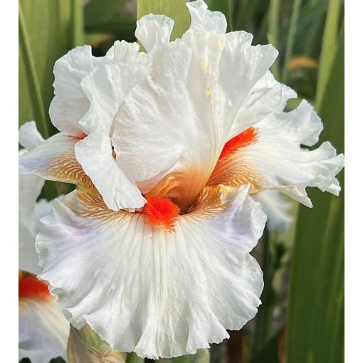 Iris REFLEX WHITE RED FLASH