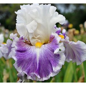 Iris RESTART MY HEART