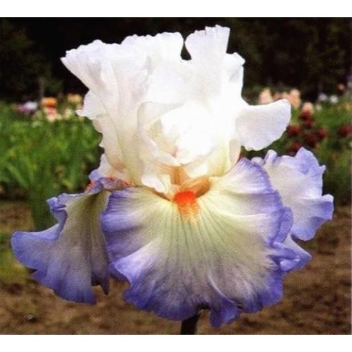 Iris RESTLESS HEART