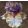 Iris RESTLESS SPIRIT
