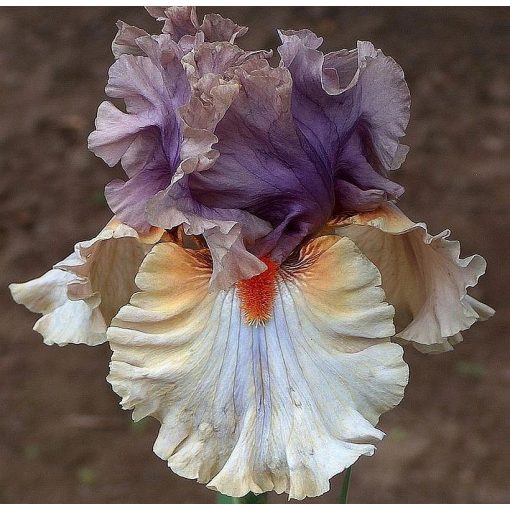 Iris RESTLESS SPIRIT
