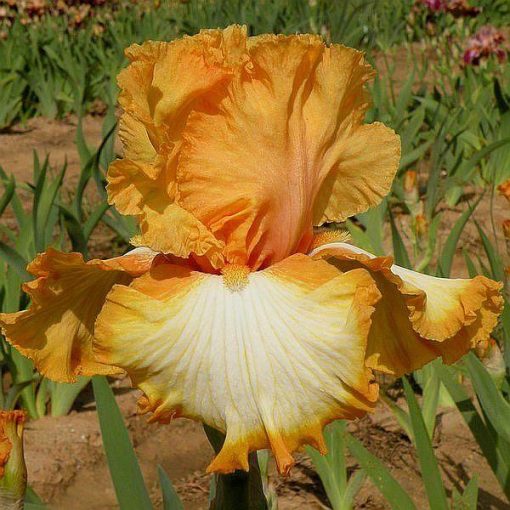 Iris RETURN ADDRESS