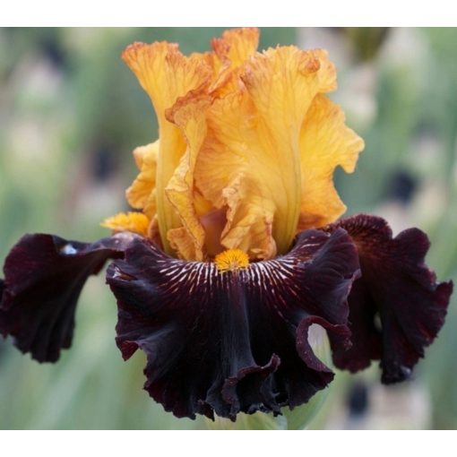 Iris RISE LIKE A PHOENIX
