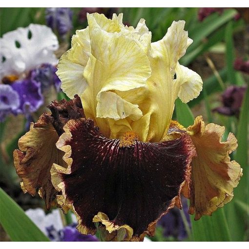 Iris RISK TASKER