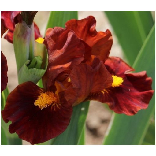 Iris ROARING FIRE