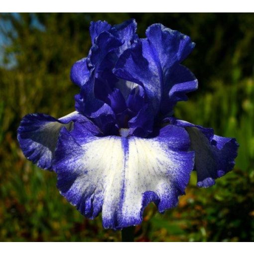 Iris ROYAL ESTATE