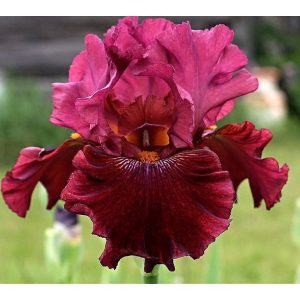 Iris ROYSTON RABIES
