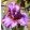 Iris RUBY HAZE