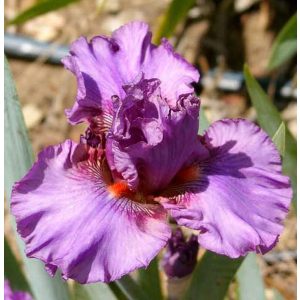 Iris RUBY HAZE