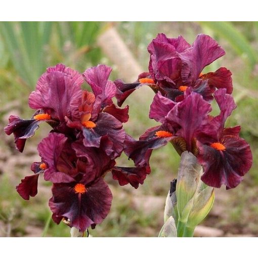 Iris RUBY SLIPPERS