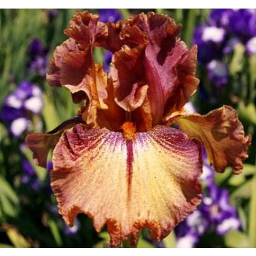 Iris RUFFLED COPPER SUNSET