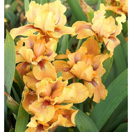 Iris RUSTIC JOY