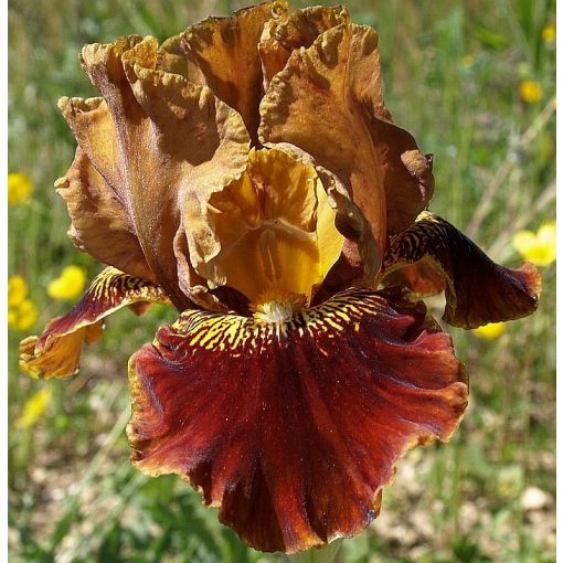 Iris RUSTLER'S RHAPSODY