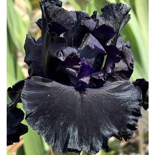 Iris SAGITARIUS A