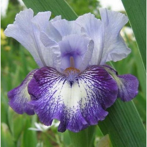 Iris SAILOR