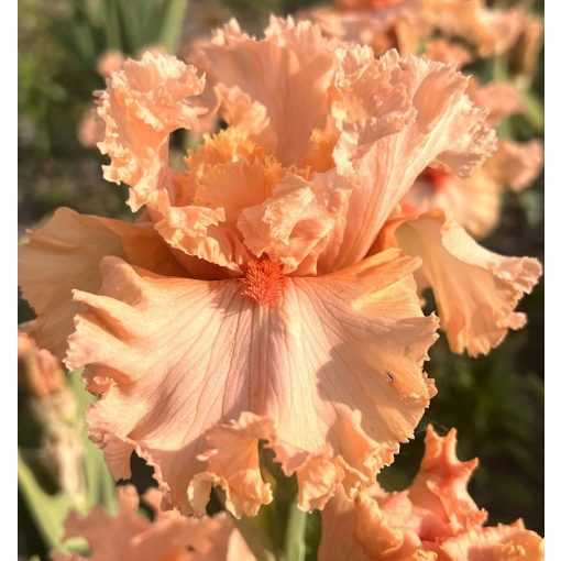 Iris SALMON SUFFLE