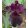 Iris SANGRIA