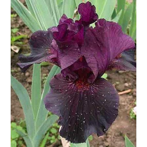 Iris SANGRIA