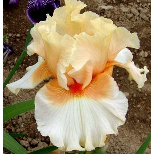 Iris SANTA