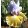 Iris SAPHIRE JAUNE
