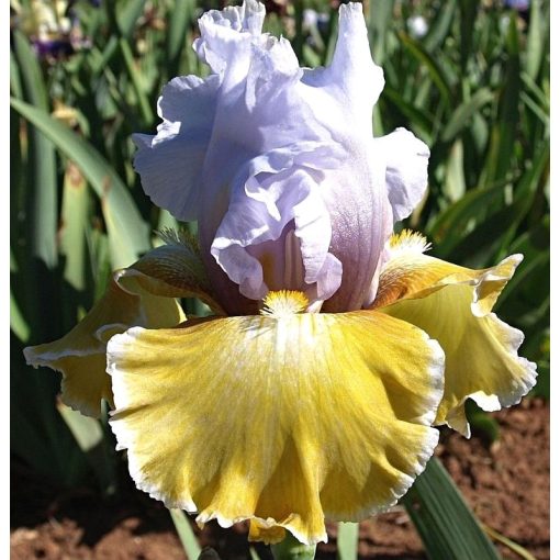 Iris SAPHIRE JAUNE