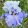 Iris SAPPHIRE HORIZON