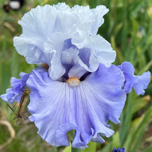 Iris SAPPHIRE HORIZON