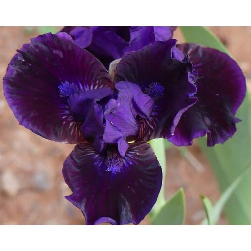 Iris SATIN DREAMS