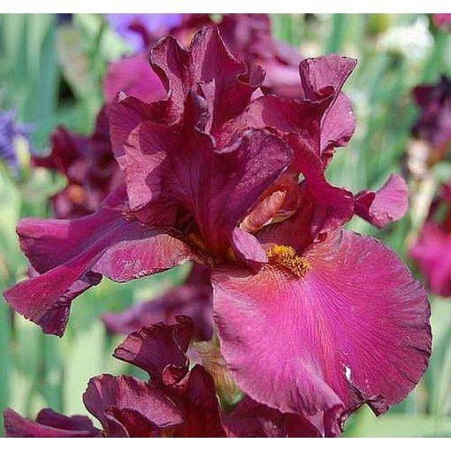 Iris SATURDAY NIGHT LIVE