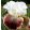 Iris SCATTERBRAIN