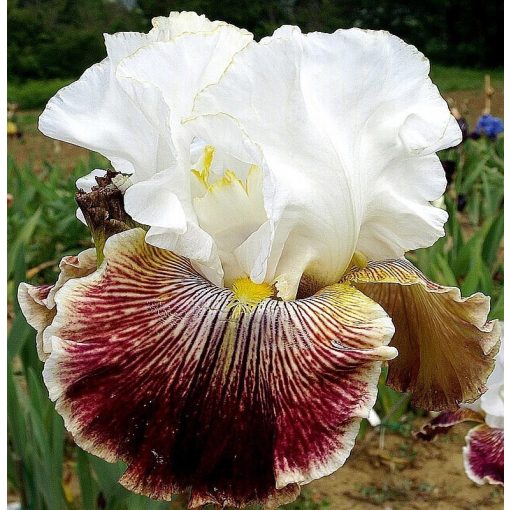 Iris SCATTERBRAIN