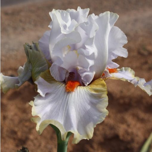 Iris SCENTED WONDER