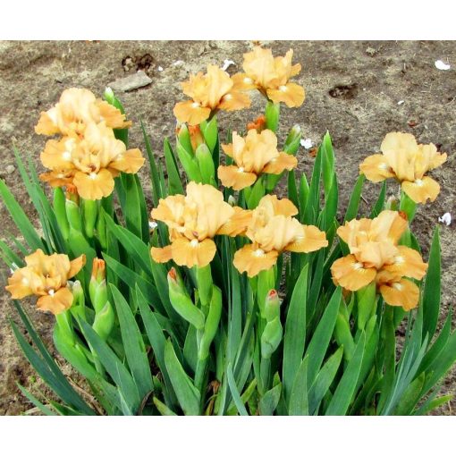 Iris SCION
