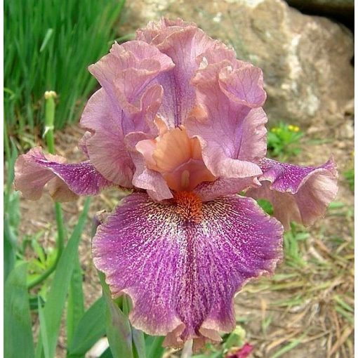 Iris SCRIVNER