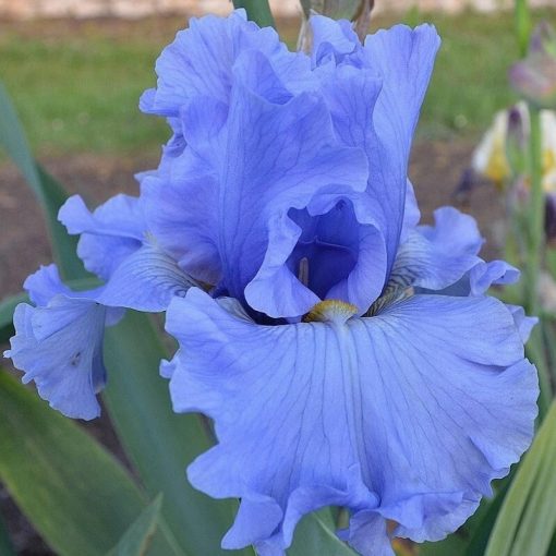 Iris SEA FOR MILES