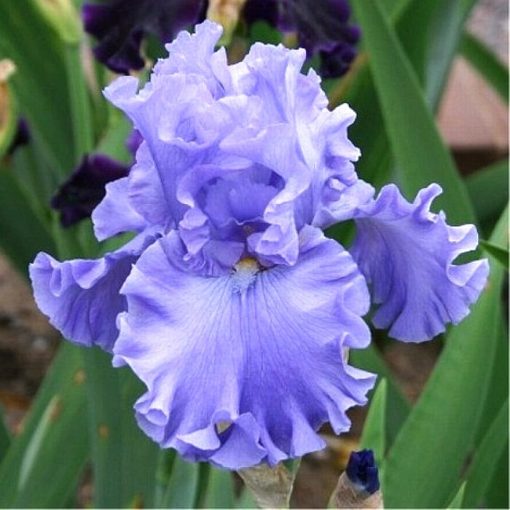 Iris SEA POWER