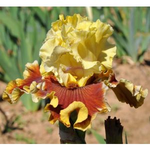 Iris SEASON ON THE SUN